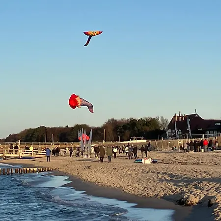 Deichrose Zingst